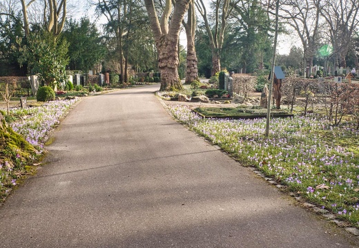 Krokusblüte Hauptfriedhof